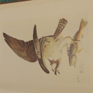 Fish Hawk or Osprey print by John James Audubon